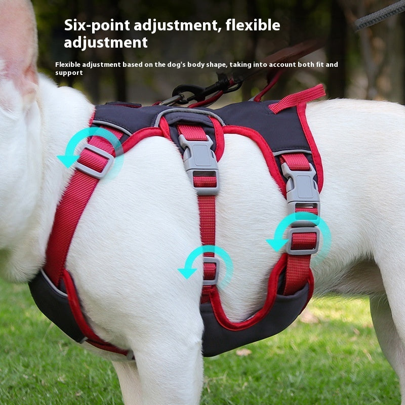 Gurt für kleine Hunde